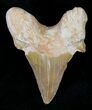 Otodus Shark Tooth Fossil - Eocene #22663-1